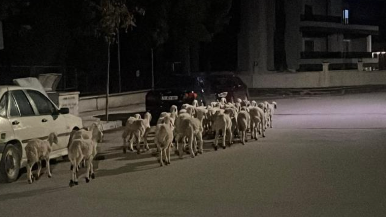 Mahallede 'firari koyun' seferberliği: Ağıldan kaçan koyunlar boş arazide bulundu