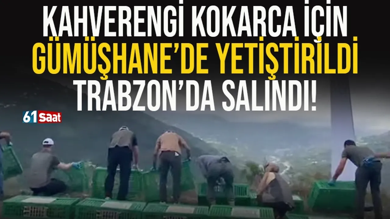 Kahverengi Kokarca için Gümüşhane'de yetiştirildi, Trabzon'da doğaya salındı!