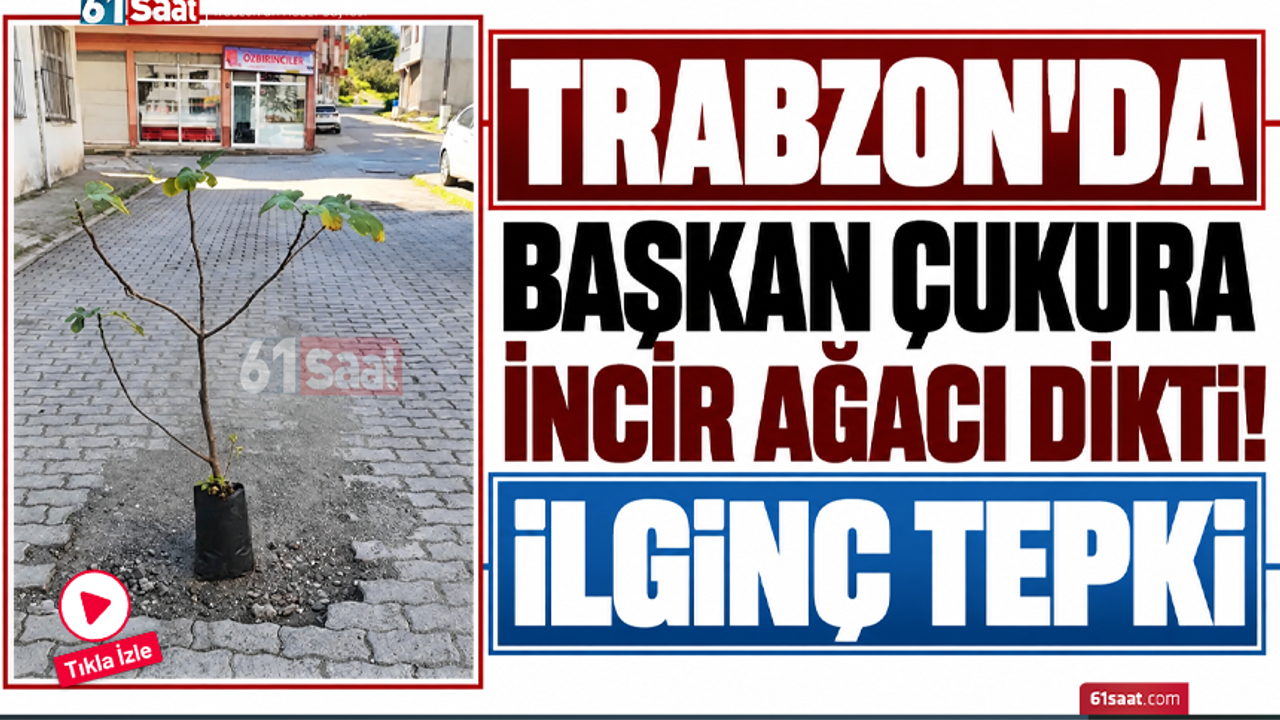 Trabzon’da başkan çukura incir ağacı dikti! İlginç tepki
