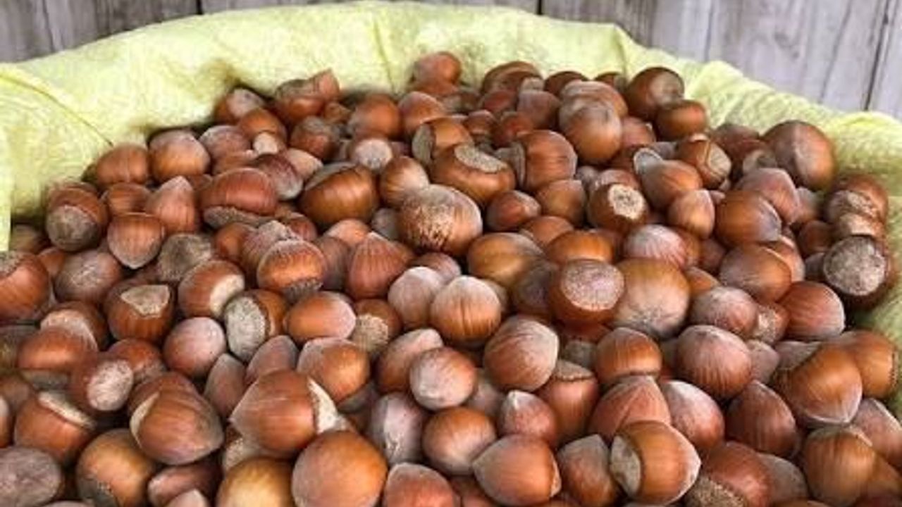 Fındık piyasasına sıkı denetim! Bakanlık iki il için müfettiş görevlendirdi