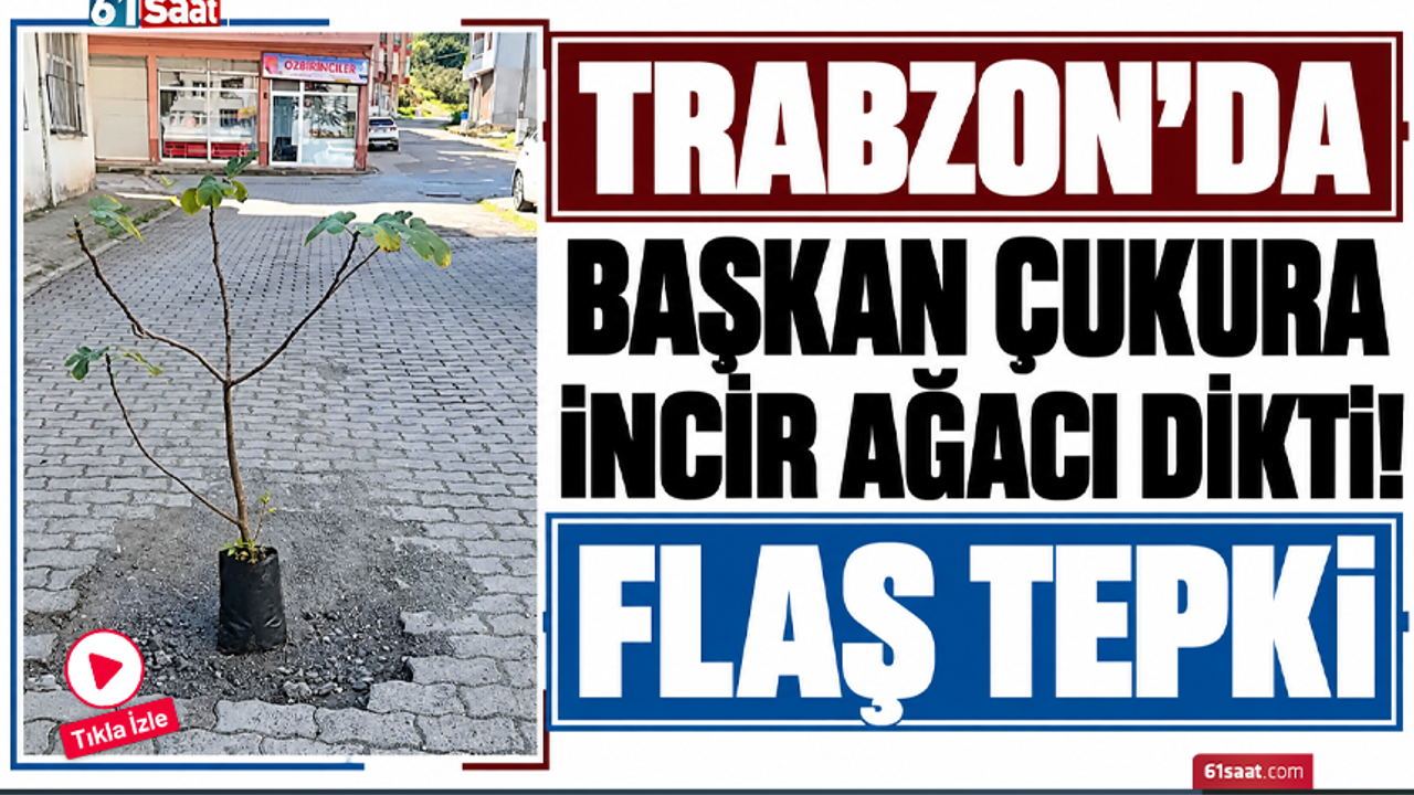 Trabzon’da başkan çukura incir ağacı dikti! Flaş tepki