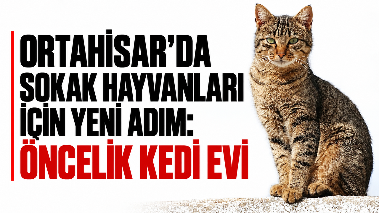 Ortahisar’da sokak hayvanları için yeni adım: Öncelik kedi evi