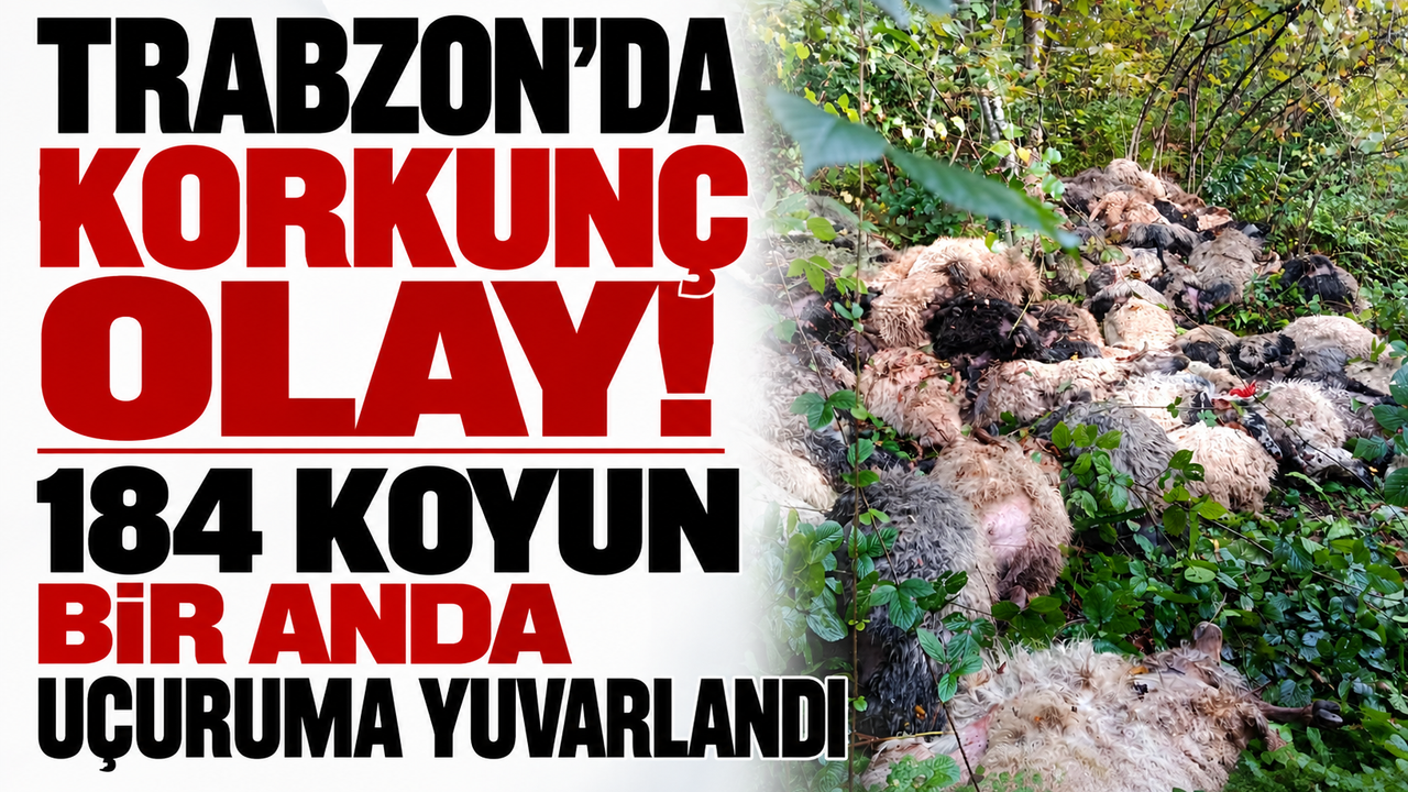 Trabzon'da korkunç olay! 184 koyun bir anda uçuruma yuvarlandı