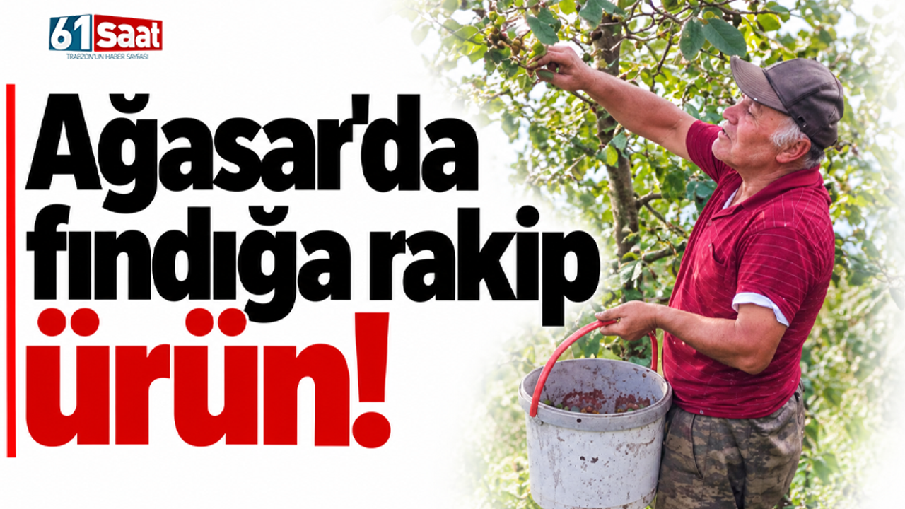 Ağasar’da Fındığa Alternatif Olarak Ceviz Üretiliyor