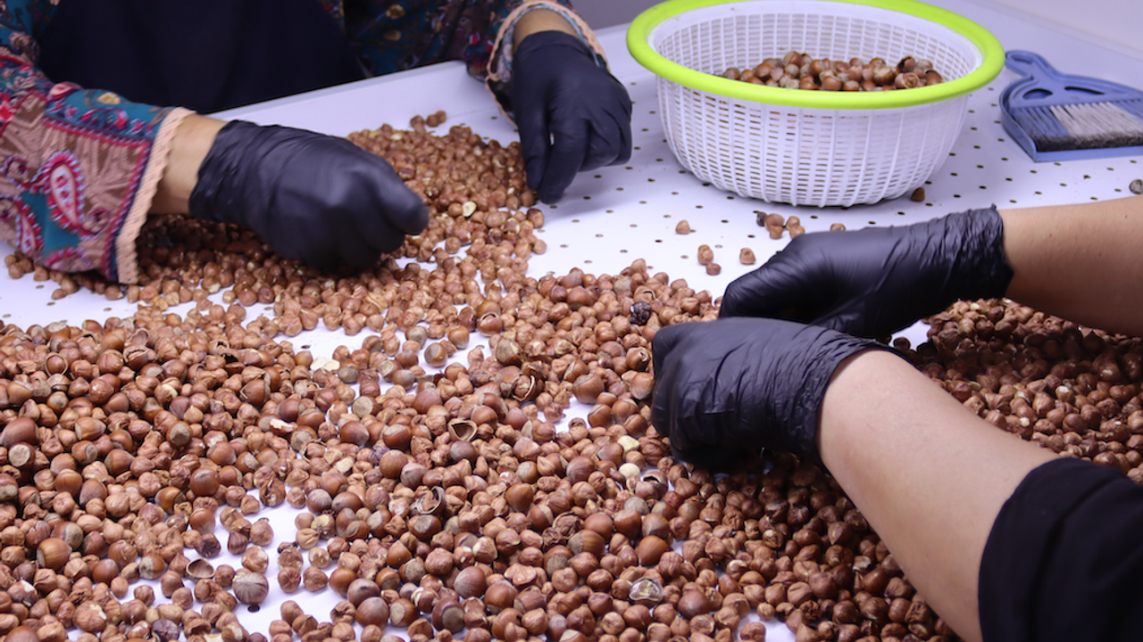 Ordu'da fındık üreticileri ürünlerini işleyerek değerlendiriyor