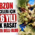 Trabzon il ve ilçeleri için 2026 yılı fındık hasat tarihleri belli oldu