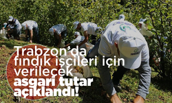 Trabzon’da fındık işçileri için verilecek asgari tutar açıklandı!