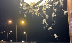 ARDAHAN - Vatandaşlar mayıs sineklerinin "ölüm uçuşunu" izledi