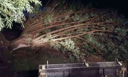 Şiddetli rüzgarın devirdiği ağaçlar köy yolunu kapattı
