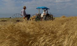 VAN - İlkbaharda alınan yağışlar buğday rekolte beklentisini 45 bin ton artırdı