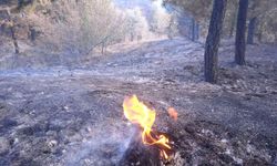 Afyonkarahisar’da orman yangını çıktı