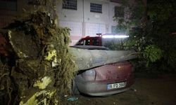 Bursa’da ağaç park halindeki 3 otomobilin üzerine devrildi