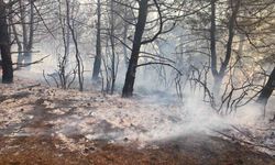 Tekirdağ’da orman yangını söndürüldü