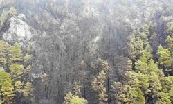 Alanya’da yanan ormanlık alan havadan görüntülendi
