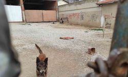 Yasaklı cins köpek barınağa teslim edildi