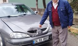 Trabzon'da ayı, seyir halindeki otomobile zarar verdi!