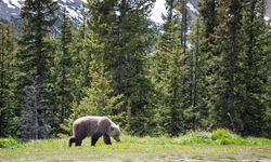 Kanada’da ulusal parkta bozayı saldırısı: 2 ölü