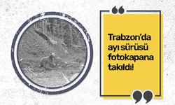 Trabzon’da ayı sürüsü fotokapana yakalandı!