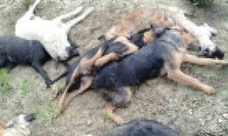 Köpek katliamında gözaltına alınan 5 kişiden 4’ü mahkemeye sevk edildi