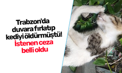 Trabzon'da  duvara fırlatıp  kediyi öldürmüştü!  İstenen ceza  belli oldu