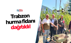 Trabzon hurma fidanı dağıtıldı!