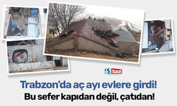 Trabzon'da aç ayı evlere girdi! Üstelik kapıdan değil çatıdan!