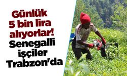 Günlük 5 bin lira alıyorlar! Senegalli işçiler Trabzon'da