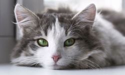 Uygun Fiyatlı Kedi Kumu ve Kaliteli Kedi Maması Seçenekleri