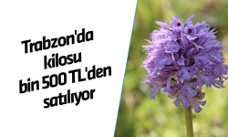 Trabzon'da kilosu bin 500 TL'den satılıyor