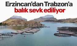 Erzincan'dan Trabzon'a balık sevk ediliyor