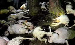 Amasya'da Yıldırım Dehşeti: Çoban Yaralandı, 76 Hayvan Telef Oldu