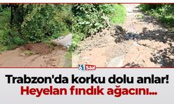 Trabzon'da korku dolu anlar! Heyelan fındık ağacını...