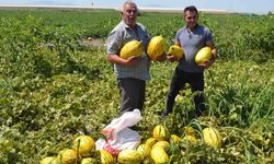 600 ton kavun ve karpuzu ücretsiz dağıttılar!
