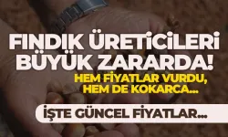 Fındık üreticileri büyük zararda! Hem fiyatlar, hem de kokarca vurdu...