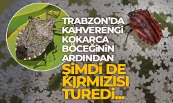 Trabzon'da kahverengi kokarca böceğinden sonra şimdi de kırmızısı görüntülendi!