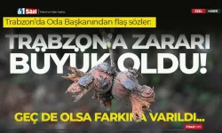 Kahverengi Kokarca Böceğinden Trabzon'da büyük zarar! İşte rakamlar...