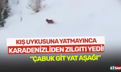 Kış uykusuna yatmayınca Karadenizliden zılgıtı yedi!