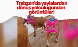 Trabzon'da yaylalardan dönüş yolculuğundan görüntüler!