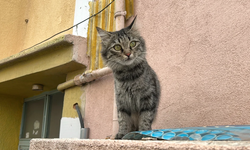 Sivas'ta kedi yüzünden baba ve oğluna  ateş açtı!