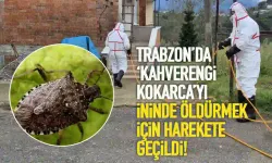 Trabzon'da Kahverengi Kokarca Böceği ile mücadele için ilaçlama yapılıyor!