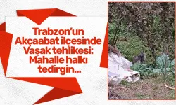 Trabzon’un Akçaabat ilçesinde Vaşak tehlikesi: Mahalle halkı tedirgin