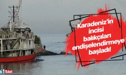 Karadeniz'in incisi balıkçıları endişelendirmeye başladı!