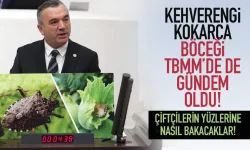 Kahverengi Kokarca Böceği TBMM'de gündem oldu!