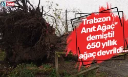 Trabzon "Anıt Ağaç" demişti! 650 yıllık ağaç devrildi...