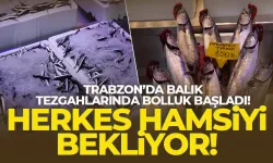 Trabzon'da balık tezgahlarında bolluk başladı.. Herkes hamsiyi bekliyor...