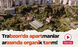 Trabzon'da apartmanlar arasında organik tarım!