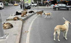 Başıboş sokak köpekleri 'beyaz kanser' tehlikesine yol açıyor