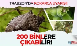 Trabzon'da kokarca uyarısı! Zarar 200 binlere çıkabilir...