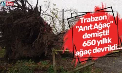 Trabzon "Anıt Ağaç" demişti! 650 yıllık ağaç devrildi...