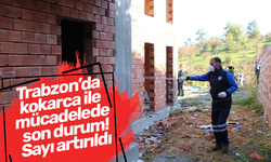 Trabzon’da kokarca ile mücadelede son durum! Sayı artırıldı